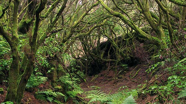 Lasy laurowe na El Hierro. El Hierro 03