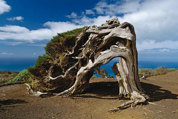 El Hierro słynie z bezustannych wiatrów, których efektem są fantazyjnie powyginane jałowce. El Hierro 04