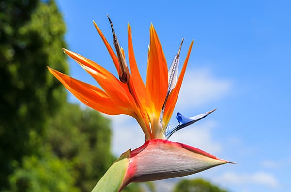 Strelicja to symbol wyspy. fot. Shutterstock Strelicja